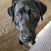 Jason Blake's photo