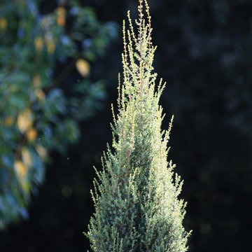 Bruno Farmaceutica
