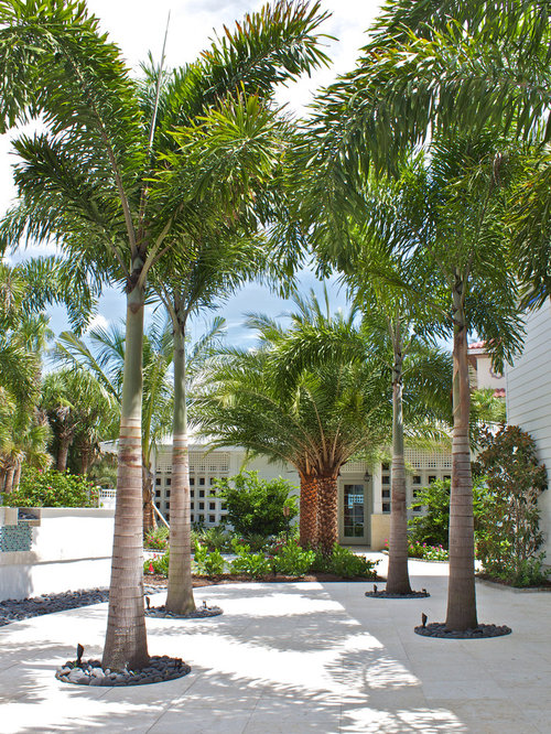 Pygmy Date Palm Houzz