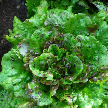 G A R D E N - The Edible Garden