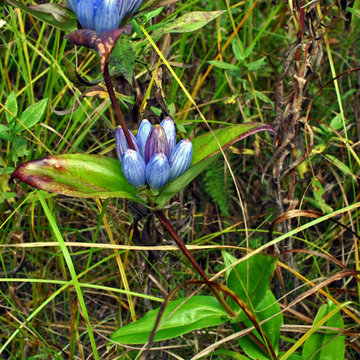 bottle gentian / Gentiana andrewsii