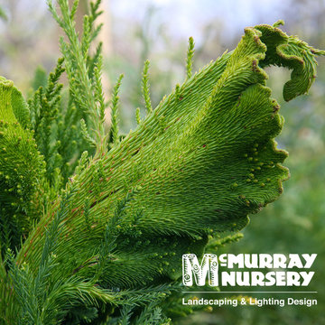 Rare Evergreens