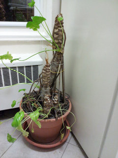 Philodendron selloum has frost/rot damage | Houzz Forum