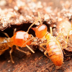 Termite Control Toowoomba