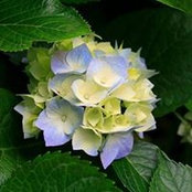 Martha Handley's photo