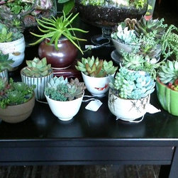 succulents - Products