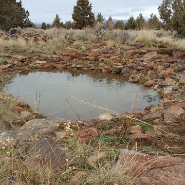 Native Rain Gardens