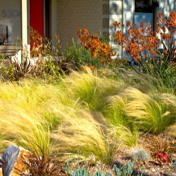 Movement of Wind Blown Grasses Front Yard