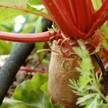 Organic Raised Bed Garden