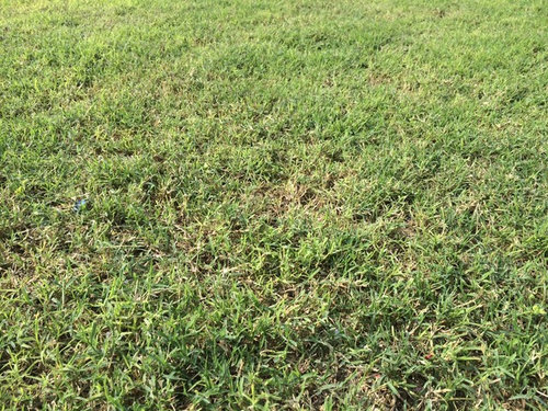Sta green fertilizer reviews