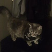 Cindy Wood's photo