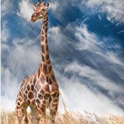 Francis Sanchez's photo