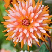 Ellen Yancey's photo