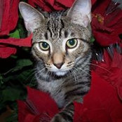 Chris Lenart Boyce's photo