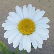 Betty Carter's photo