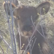 laurie lack's photo