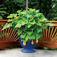 Vegetable containers