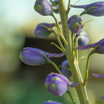 Plants in the Landscape