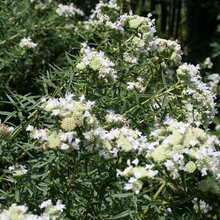 WLDFLWR GARDENS