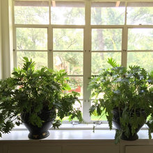 Houseplants