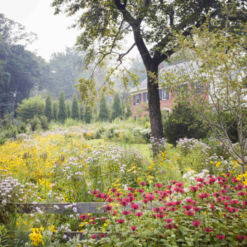 Bryn Mawr, PA - Native Meadow Design/Install