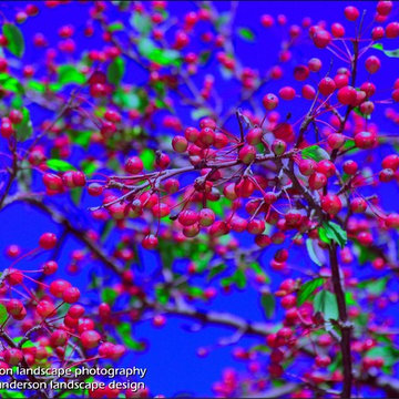 Flowering Crab Fruit. Minnesota Landscape Design.