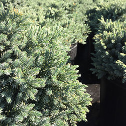 Current Featured Plants - Products