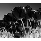 Zhinan Xu's photo