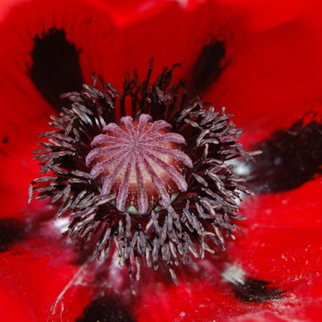 Papaver
