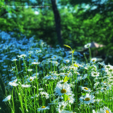 Wildflower Bed in Warwick NY