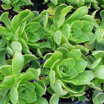 aeonium green
