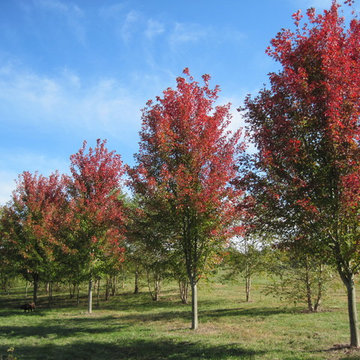 Autumn Blaze Maples