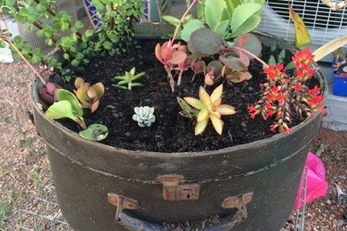 Succulent Gardens Upcycled