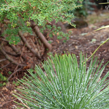 Portland xeric front garden