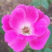 Sue McComb's photo