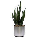 Scape Supply - Live 3' Sanseveria 'Zeylanica' Package, Chrome - The Sanseveria is one of those plants that just likes to live.  It has long, thick, pointy leaves with a beautiful wavy pattern that stand vertically.  The Sanseveria is commonly referred to as the snake plant and is known for its air cleaning abilities.  It a great compact plant option that stands 2-3 foot tall. The Snake Plant is great starter plant to begin the process of adding live foliage to your home because of it's resilient nature.