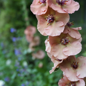 Weybridge - Surrey - Family Garden