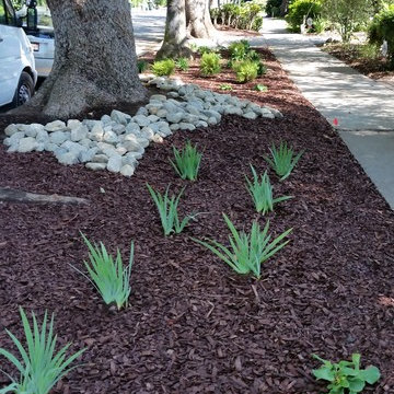 Graceful Drought Tolerant Parkway