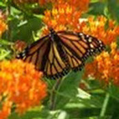Lori Belling's photo