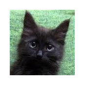 Foto von Raven