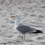 Corinne Desaize's photo