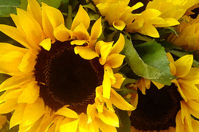 Sunflowers