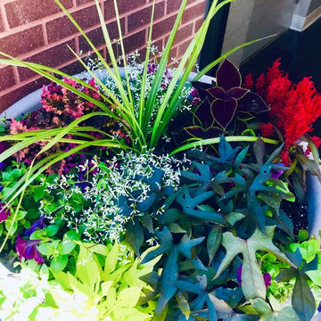 Potted Arrangements