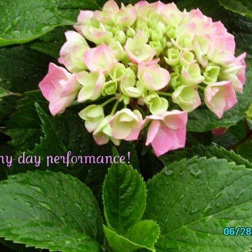 Hydrangea Festival Contest