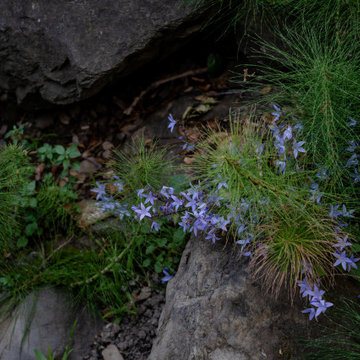 Creekside Restoration: Close-Up of Vibrant Bloom Among Creekside Rocks