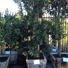 Trees & Plants
