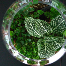 Terrariums