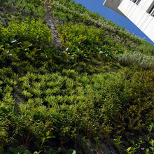 MUR VEGETAL COURT INTERIEUR