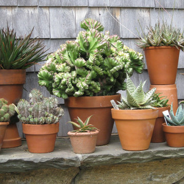 Potted Gardens