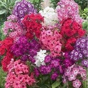 Donna Levinson's photo